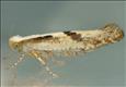 0421 (20.022) Argyresthia bonnetella